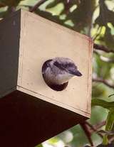 kookaburra chick